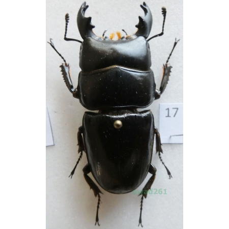 Dorcus bucephalus (Perty, 1831) male  Indonesia, Java 51mm17